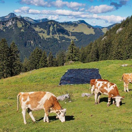 Ein Blick in die Alte Wurzhütte Kühe grasen auf einer Bergwiese vor bewaldeten Bergen und blauem Himmel