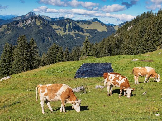 Euer authentischer Urlaub am Spitzingsee Kühe grasen auf einer Bergwiese vor bewaldeten Bergen und blauem Himmel