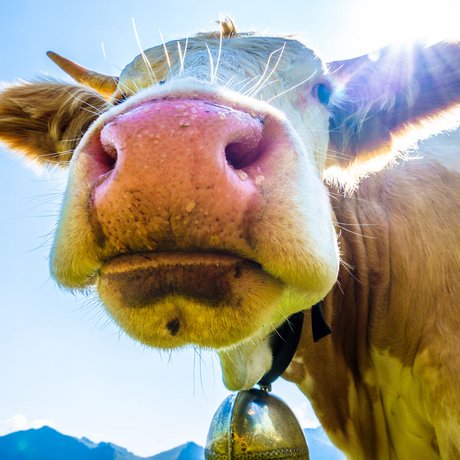 Ein Blick in die Alte Wurzhütte Nahaufnahme einer Kuh mit Glocke an Hals vor blauem Himmel und Bergen